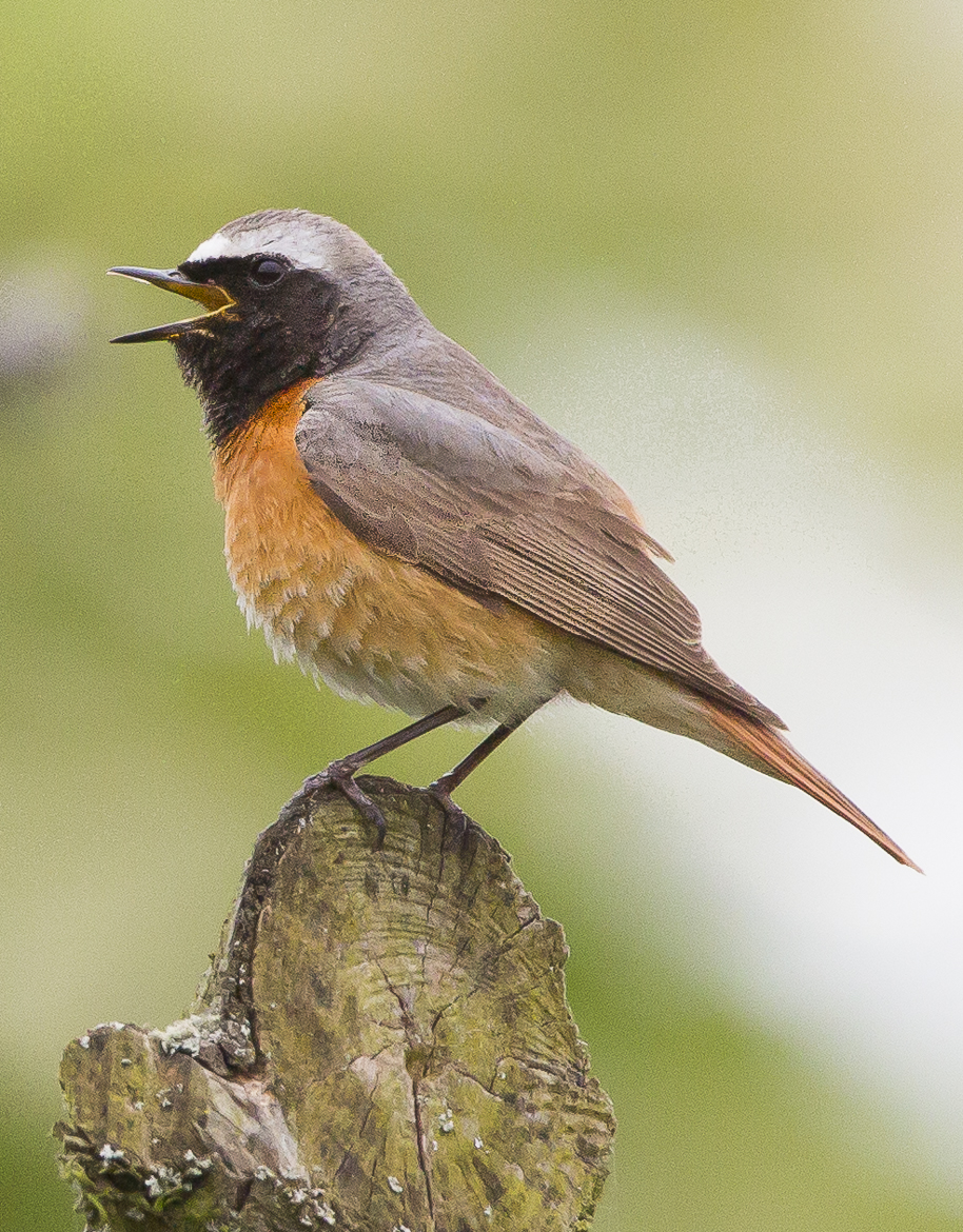 Sound dictionary: Bird names | International Ornithologists' Union